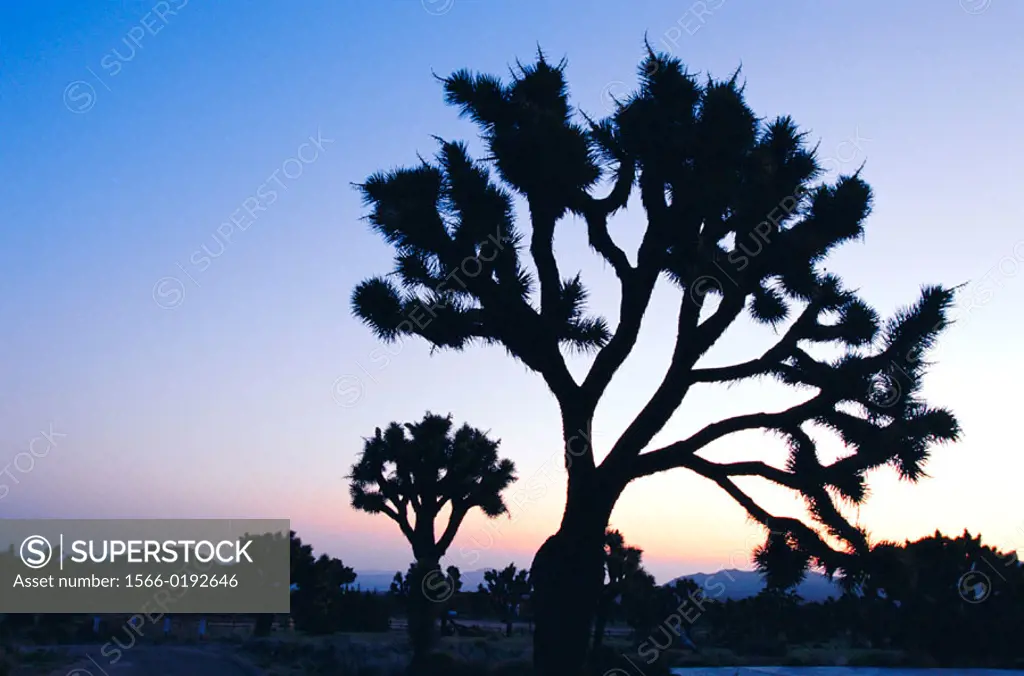 Joshua trees at sunrise. Joshua Tree National Park. California. USA.