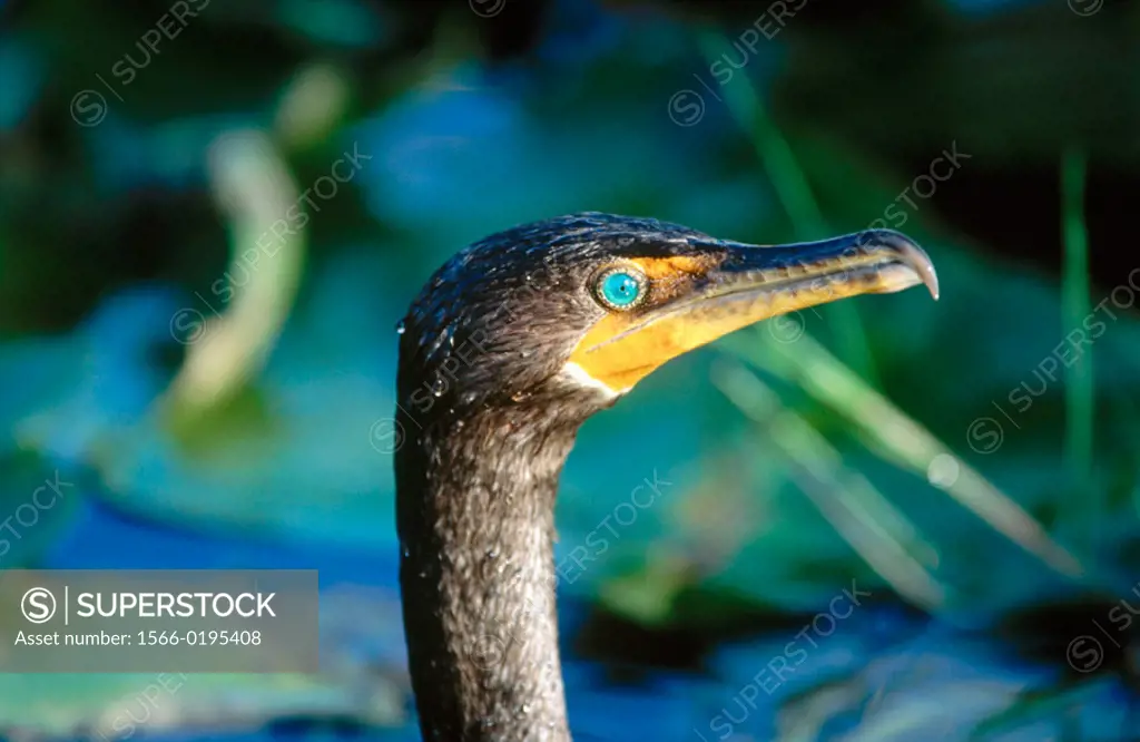 Double-crested Cormorant (Phalacrocorax auritus). Everglades National Park. Florida, USA