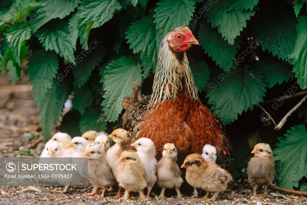 Hen with chicks