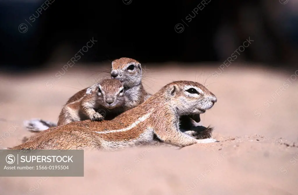 Ground squirrels (Xerus inauris). Kgalagadi Transfrontier Park. South Africa.