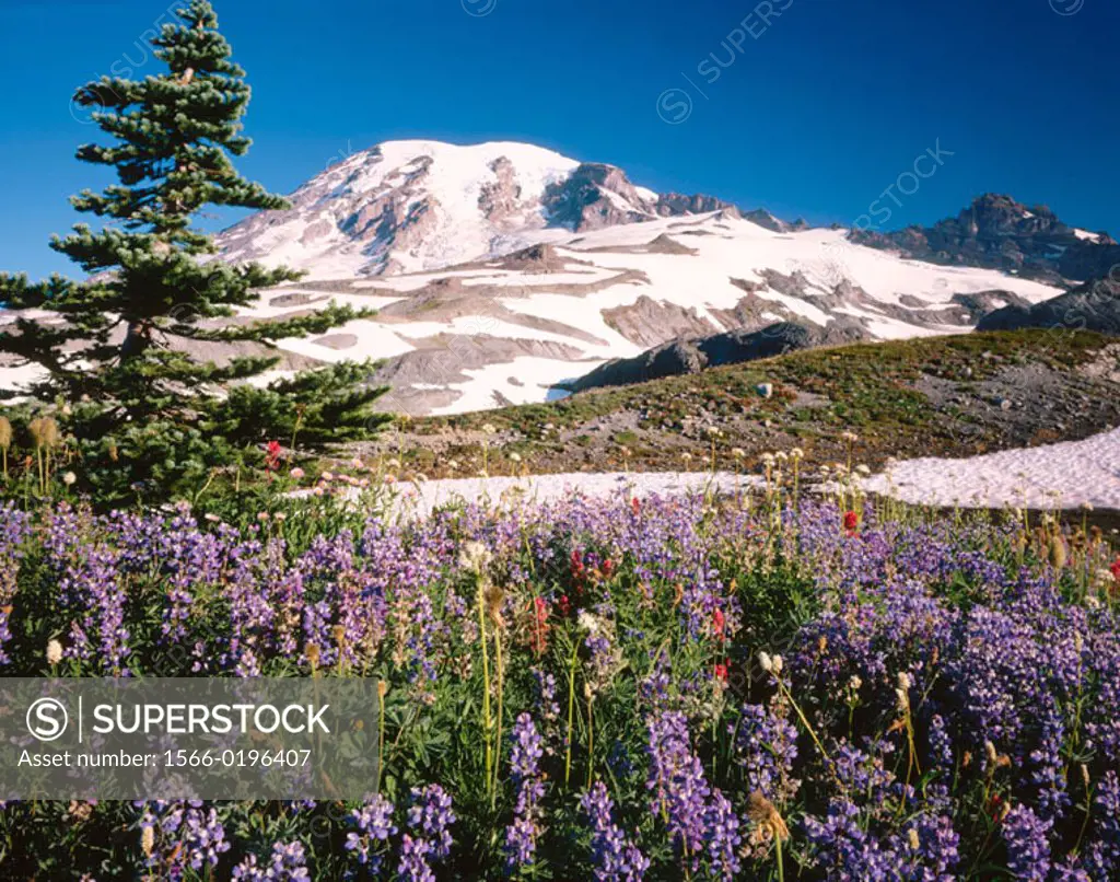 Wildflower. Mount Rainier. USA.
