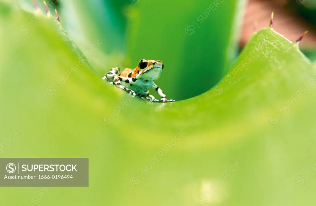 Strawberry Poison Dart Frog (Dendrobates pumilio). Bocas del Toro archipelago, Panama