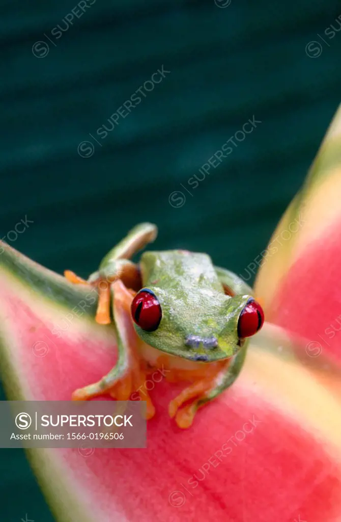 Red-eyed Treefrog (Agalychnis callidryas). Soberanía National Park, Panama
