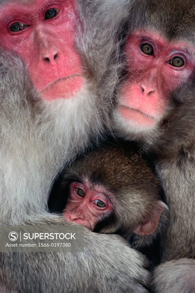 Japanese Macaque family (Macaca fuscata). Jigokudani, Honshu. Japan
