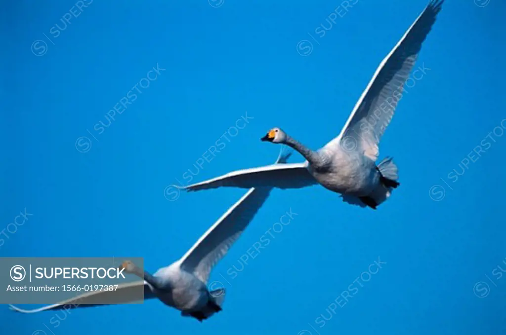 Migrating Whooper Swans (Cygnus Cygnus). Tysslinge. Närke. Sweden
