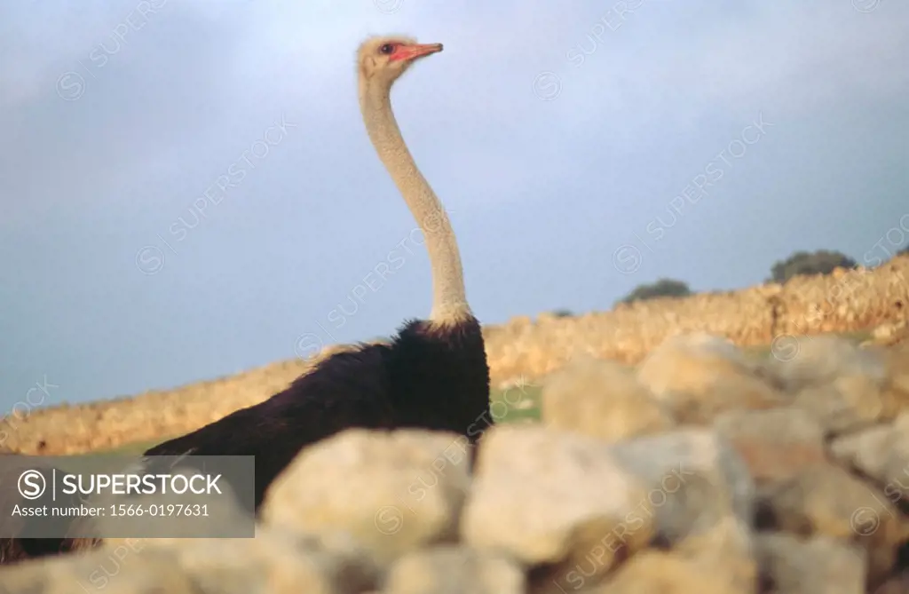 Ostrich. Minorca, Balearic islands. Spain