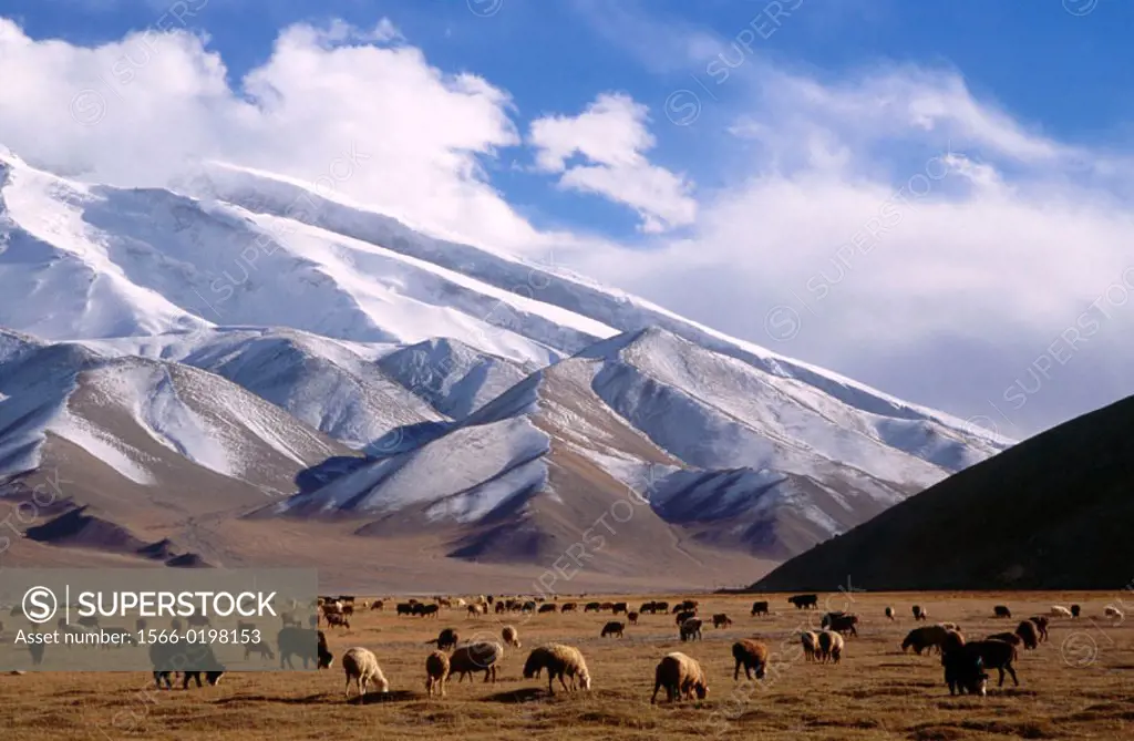 Muztagh Tower peak and sheep, Pamir Mountains, Karakoram Highway. Xinjiang province, China