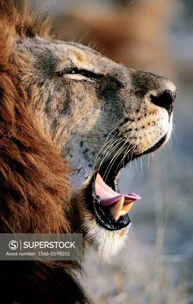 Lion (Panthera leo) yawning. Sabi Sabi, South Africa.