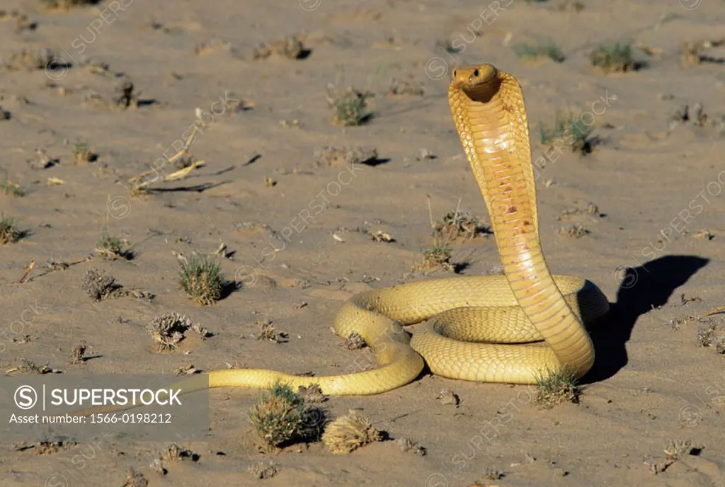Cape Cobra (Naja nivea), threat display. Kgalagadi Transfrontier Park, South Africa.