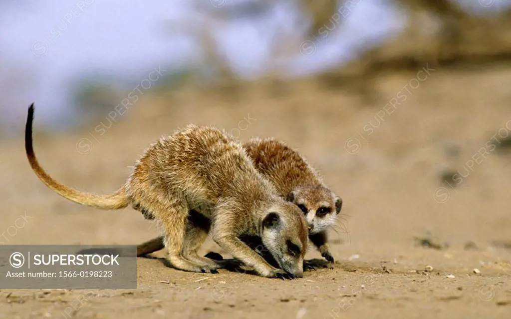 Meerkat or suricate (Suricata suricatta) foraging. Kgalagadi Transfrontier Park, Kalahari. South Africa.