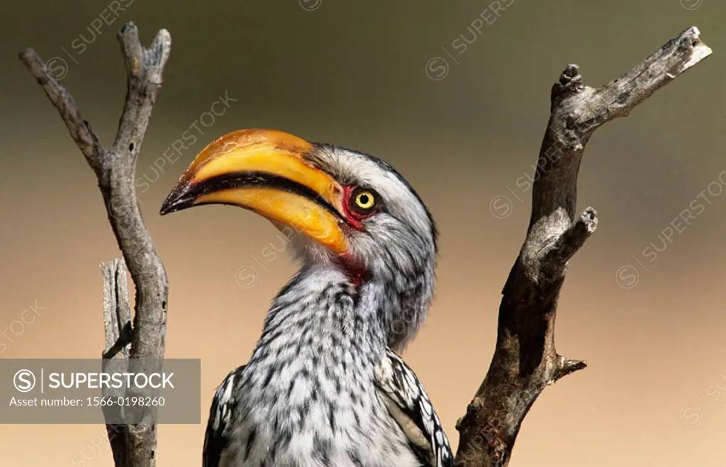 Yellowbilled Hornbill (Tockus flavirostris). Kgalagadi Transfrontier Park, South Africa.