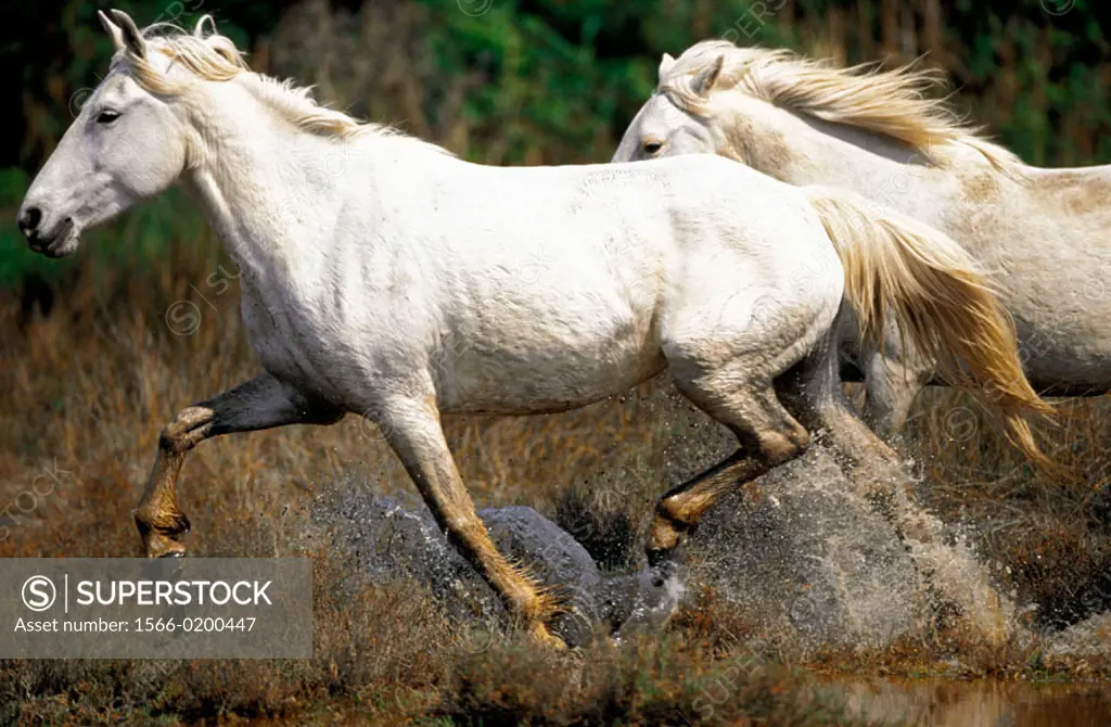 Wild Horse of Camargue running. Camargue. Southern France