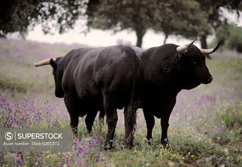 ´Marqués de Albacerrada´ bulls. Gerena, Sevilla province. Spain