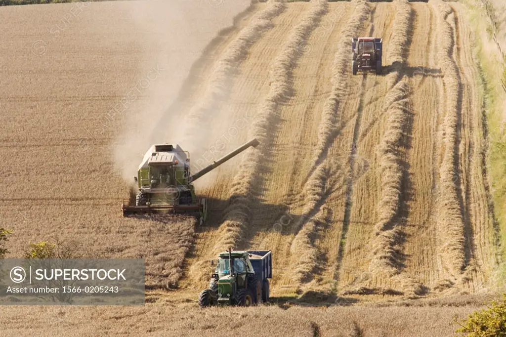 Harvesting wheat in August. Chilterns. Bucks, UK