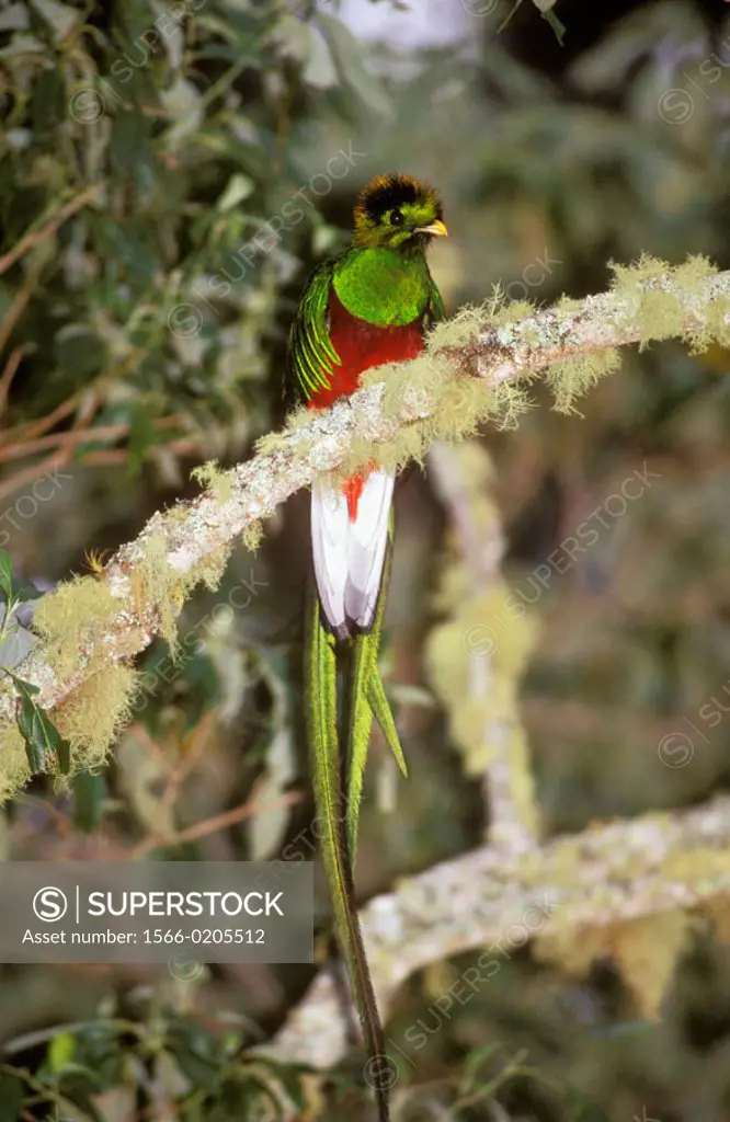 Resplendent (or Guatemalan) Quetzal (Pharomachrus mocinno). Costa Rica