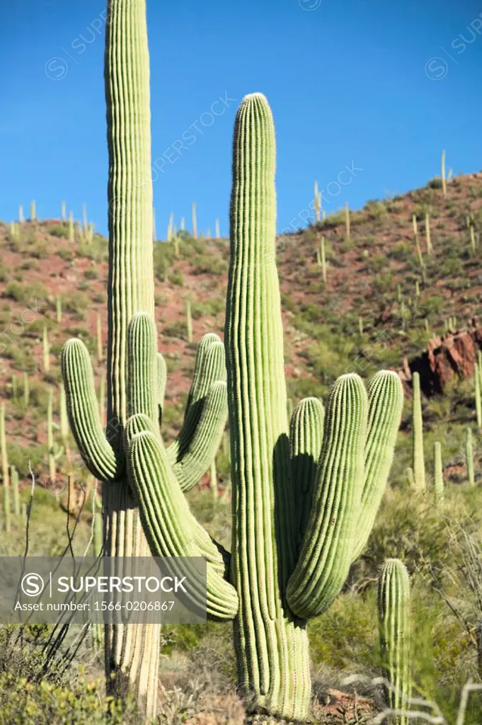 Saguaro Cactus, Saguaro National Park (West). Tucson. Arizona, USA
