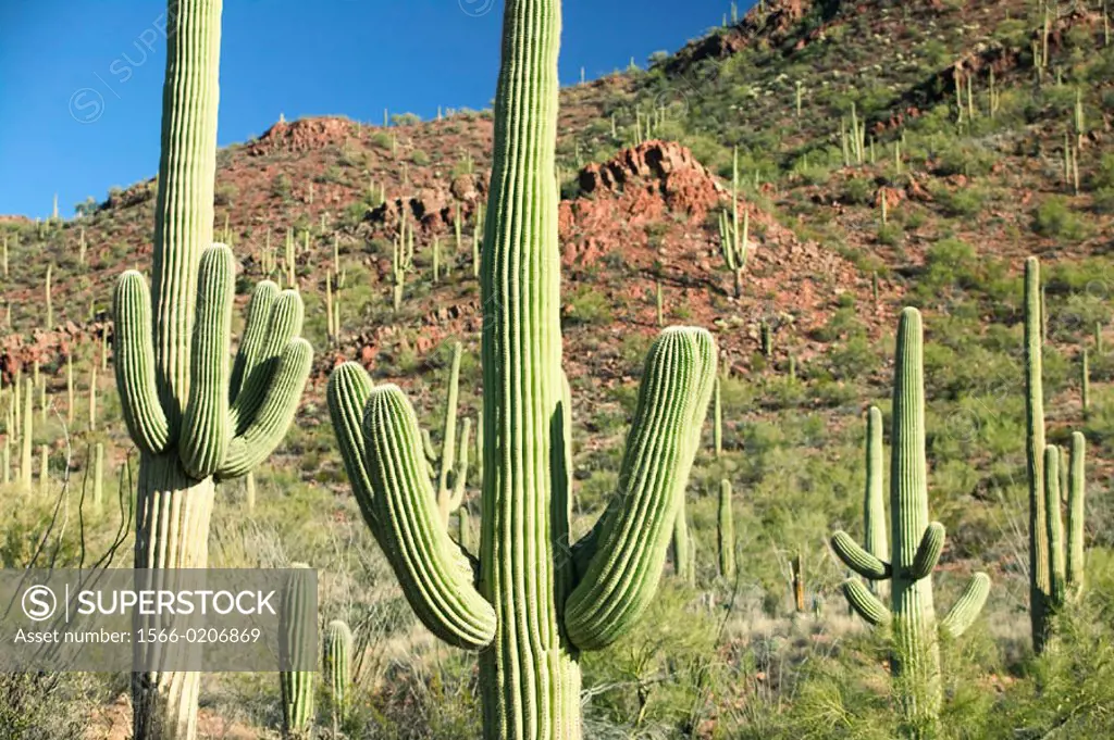 Saguaro Cactus, Saguaro National Park (West). Tucson. Arizona, USA