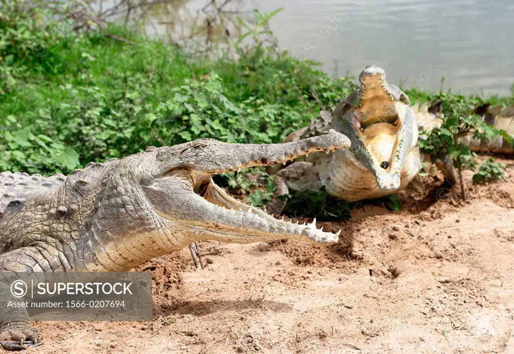 Orinoco Crocodile (Crocodylus intermedius). Venezuela