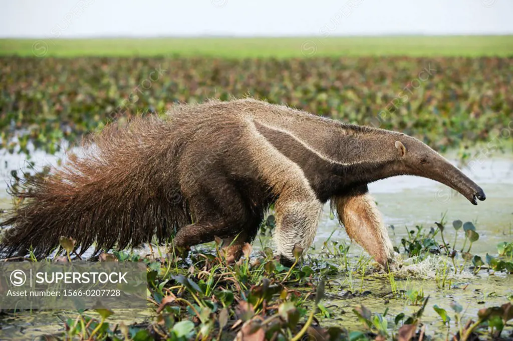 Giant Anteater (Myrmecophaga tridactyla). Venezuela