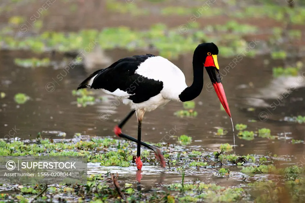 Saddle-billed Stork (Ephippiorhynchus senegalensis). South Luangwa National Park, Zambia
