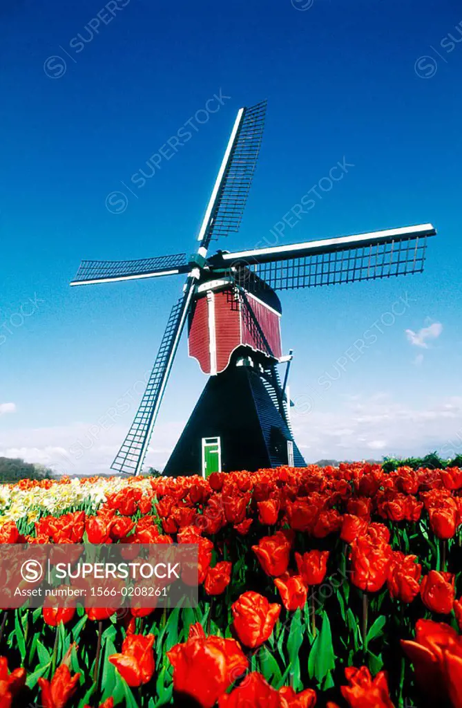 Tulip fields & Wind mills. Netherlands.