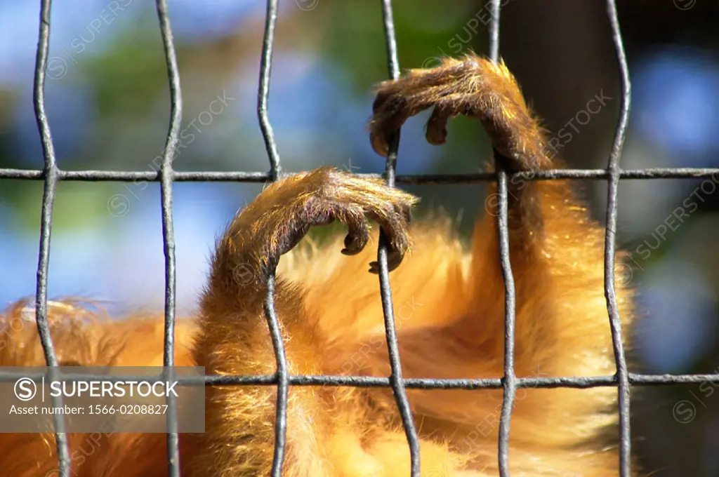 Tamarin monkey hands