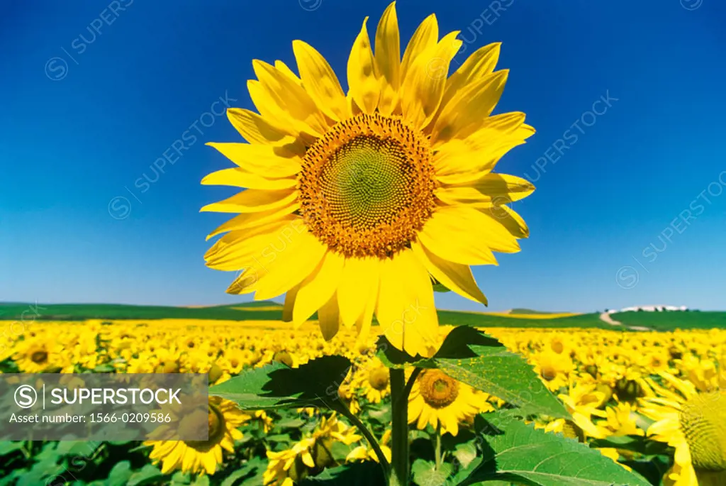 Sunflowers. Córdoba. Spain