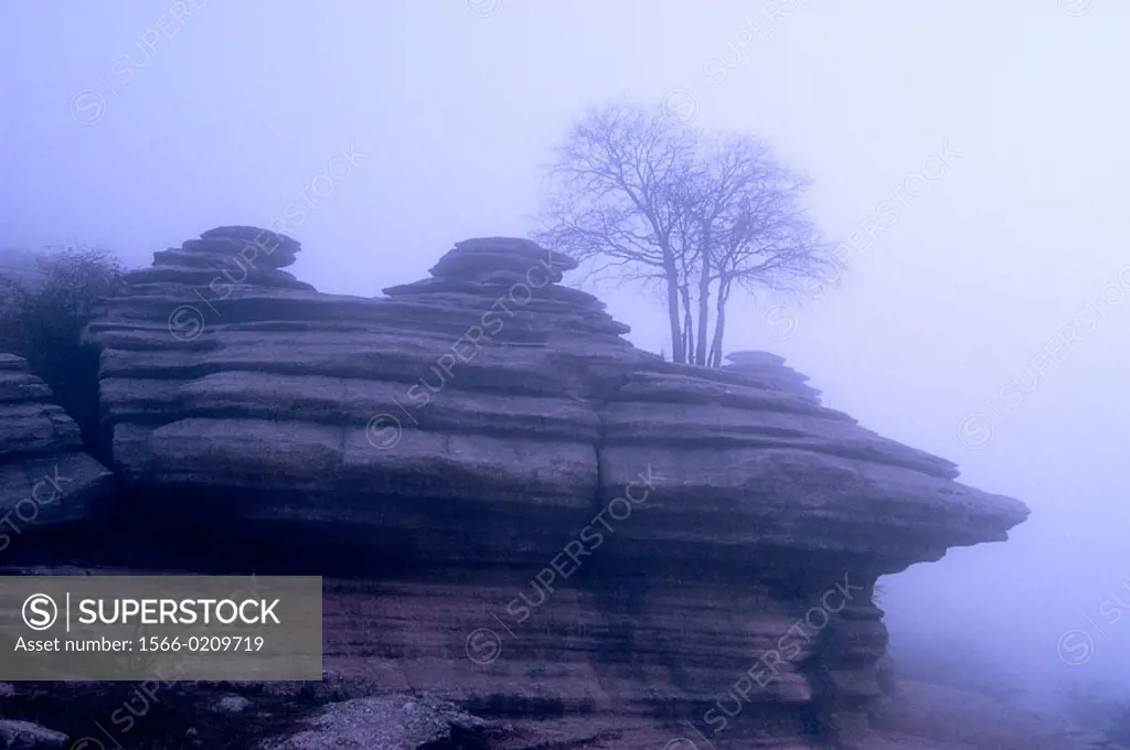 Tree growing on limestone rock formation in foggy morning. Torcal de Antequera Natural Park, Málaga province, Spain.