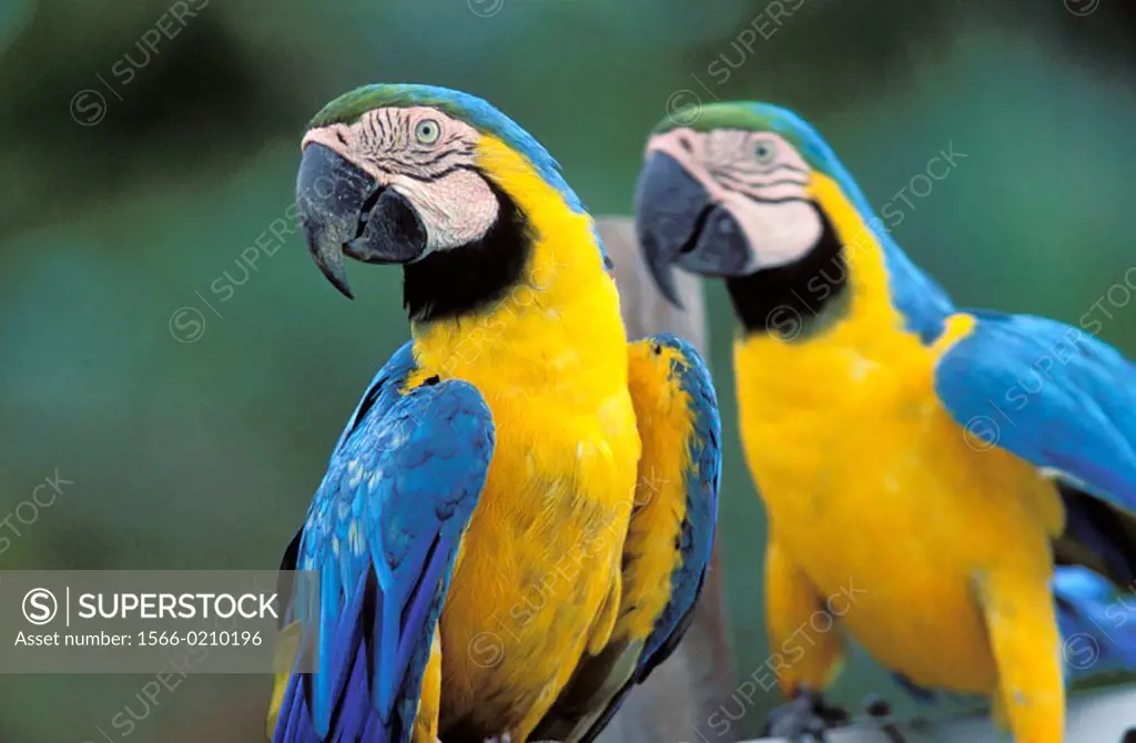 Parrot (Ara). French Guiana. France