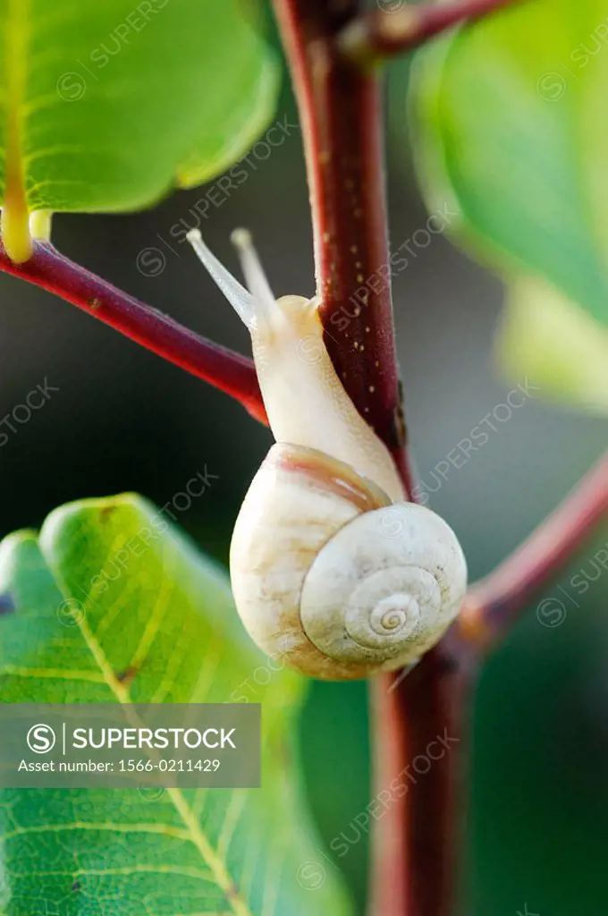 Garden Snail (Helix aspersa)