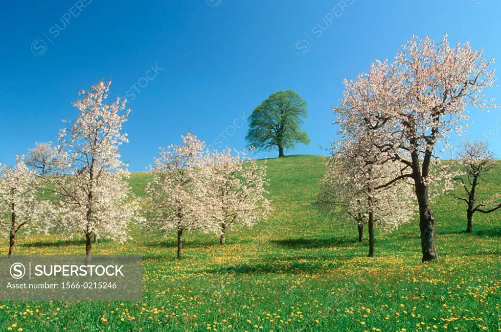 Lime-tree and orchard with cherry trees in spring.