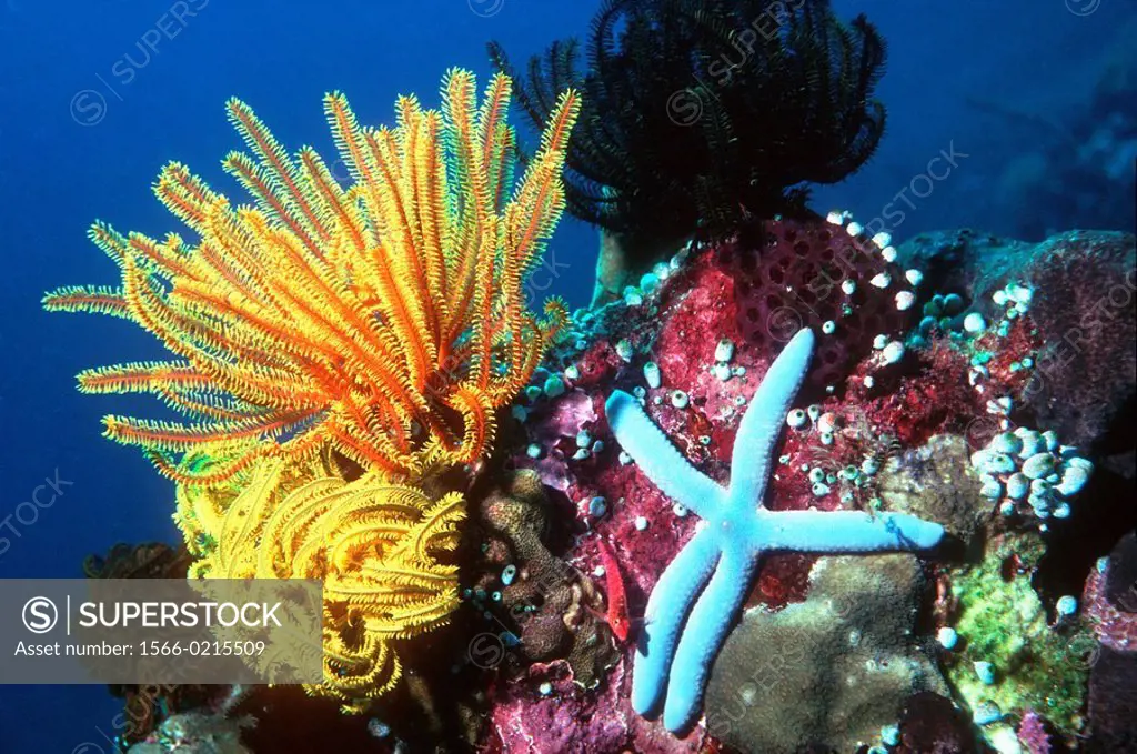 Crinoid or featherstar and Starfish (Linckia laevigata) on coral reef. Andaman Sea. Thailand
