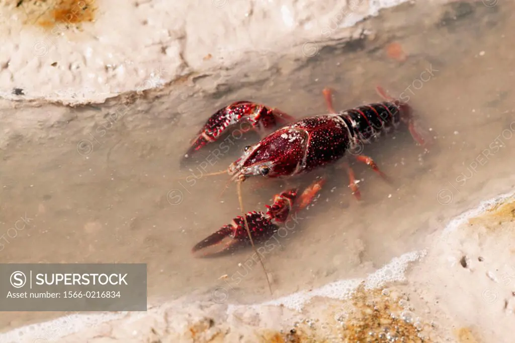 Red Swamp Crayfish ( Procambarus clarkii )