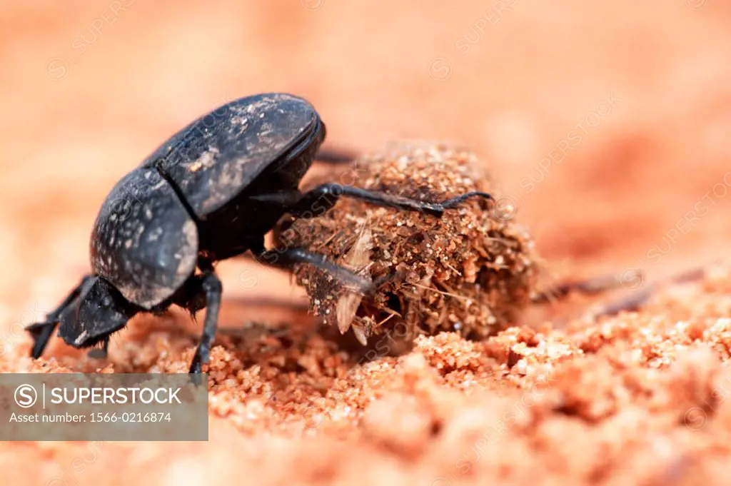 Dung Beetle (Scarabaeus semipunctatus)