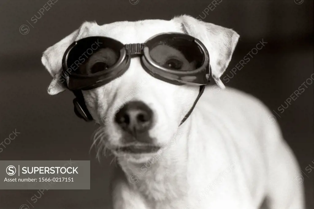 Jack Russell Terrier wearing goggles