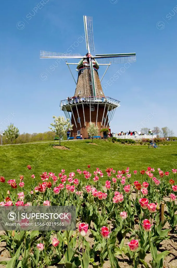 Holland, Michigan. USA. Windmill and Tulip Flowers