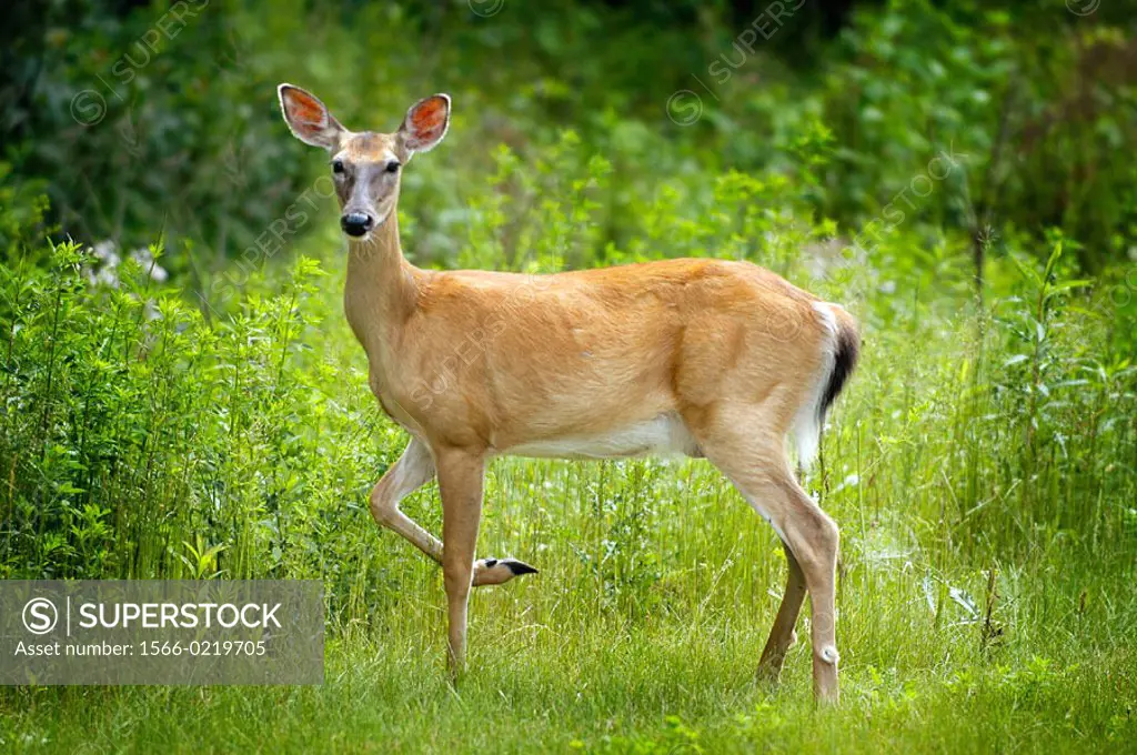 Portrait of a Michigan white tailed deer. USA.
