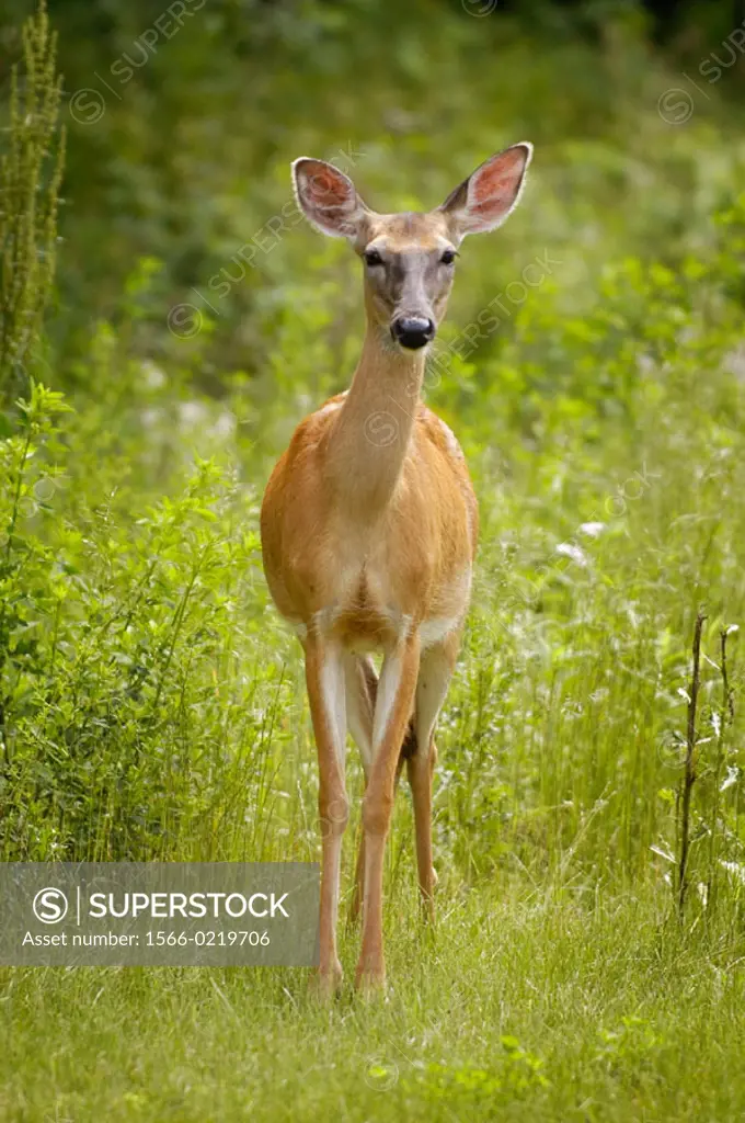 Portrait of a Michigan white tail deer. USA.