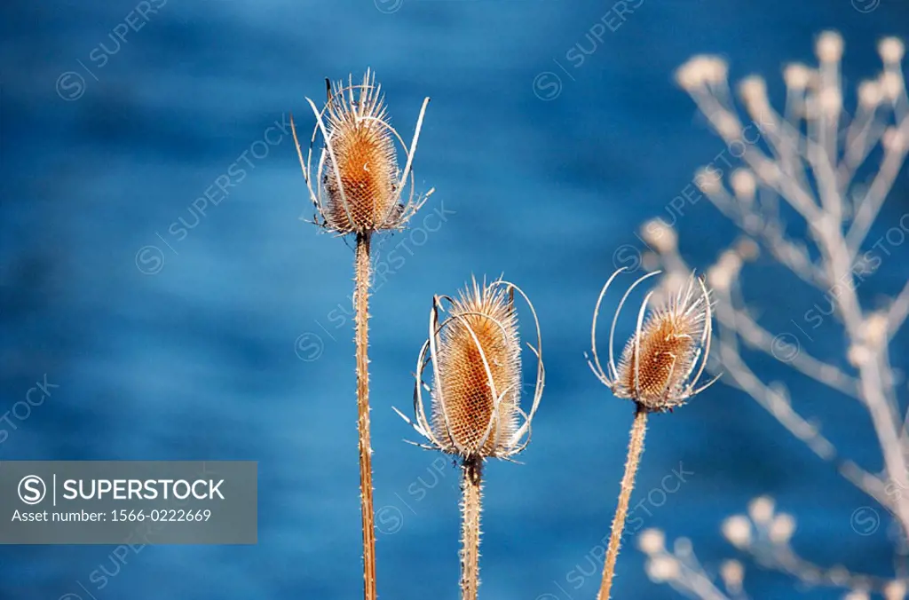 Dried up wild Thistle (bull Thistle), water at background