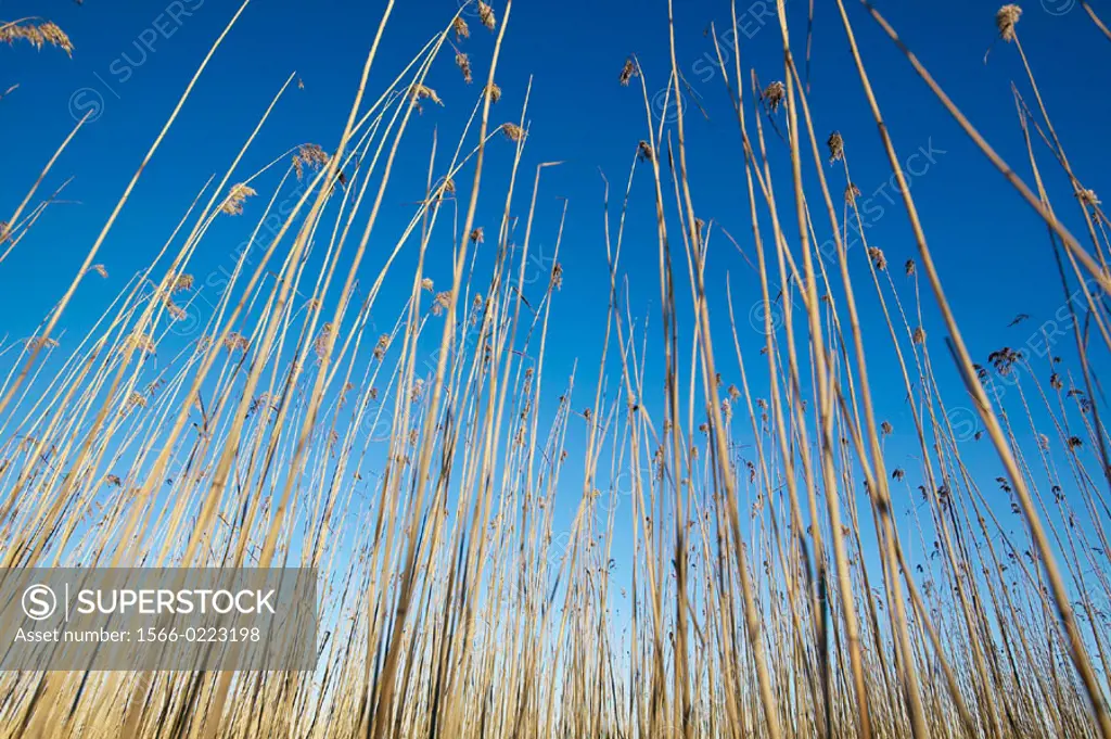 Reeds in winter. Nora. Västmanland. Sweden