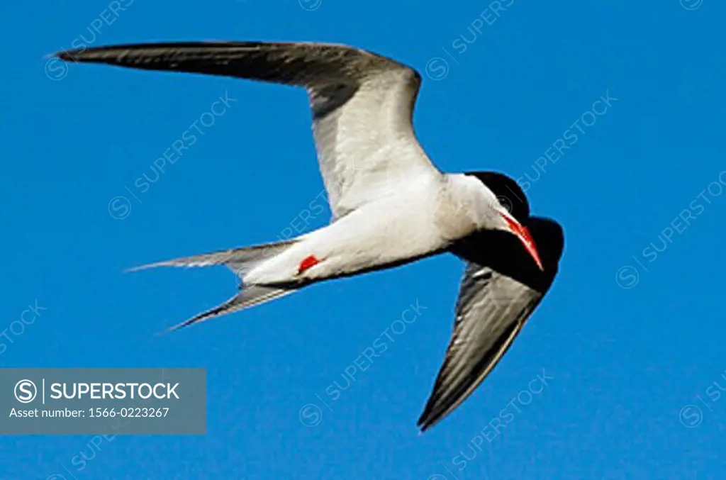 South American Tern (Sterna hirundinacea). Argentina