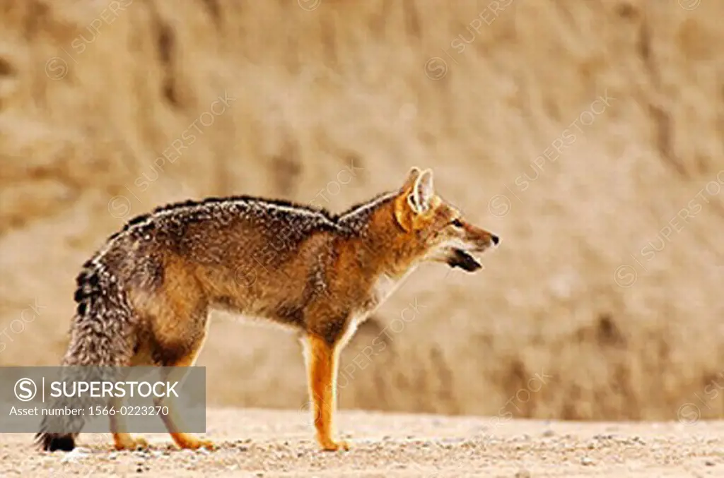 Gray Fox (Dusicyon griseus). Argentina