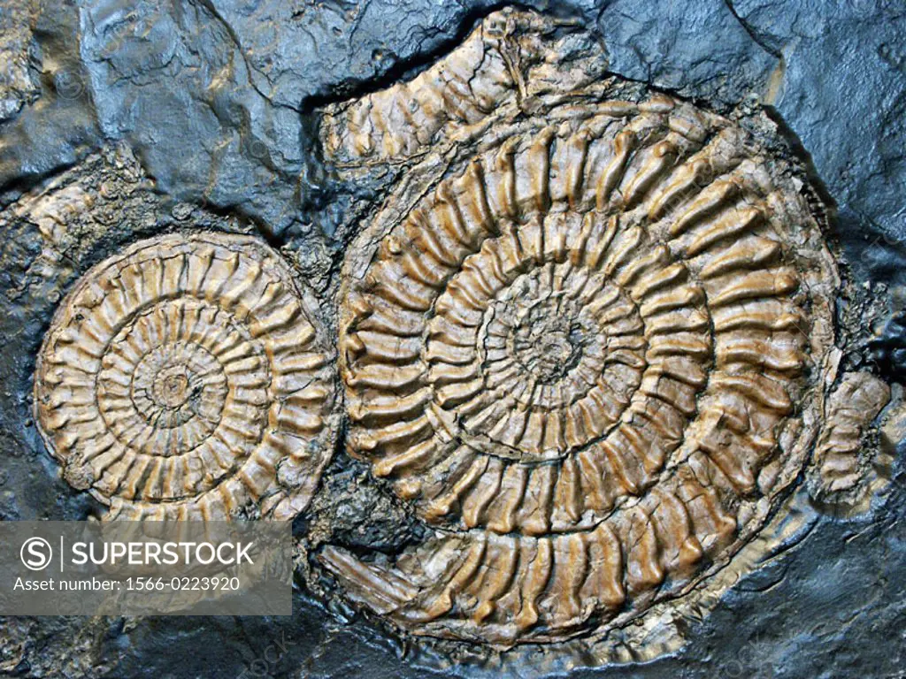 Fossils, strata of the Lias Period (Lower Jurassic or Black Jurassic sequence), England, UK