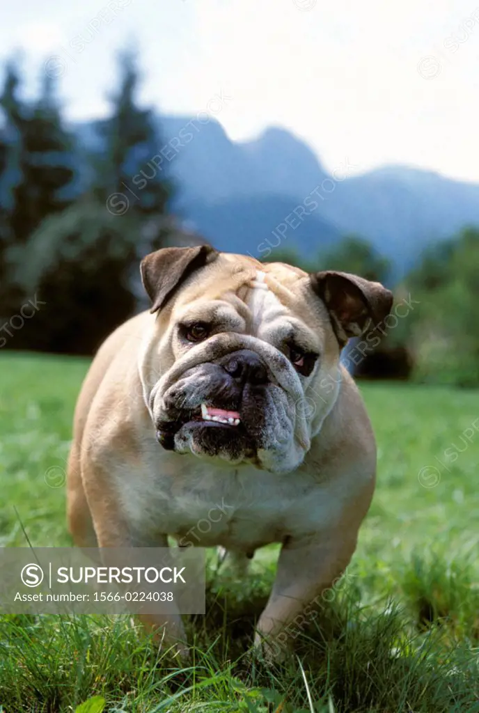 English Bulldog standing