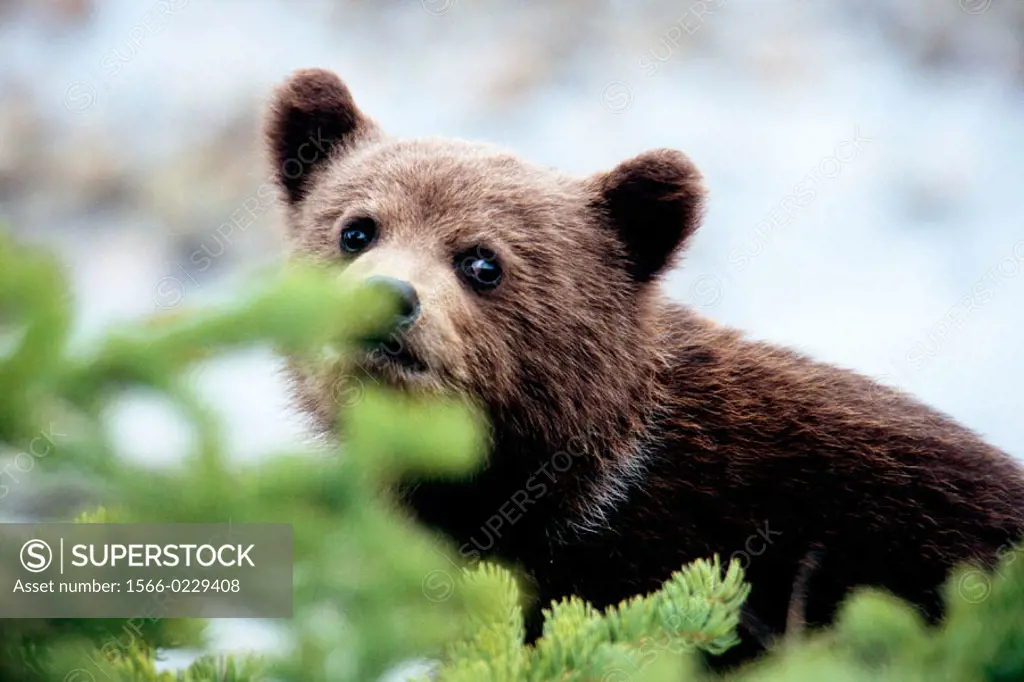 Grizzly bear cub (Ursus arctos). Rocky Mountains. Canada