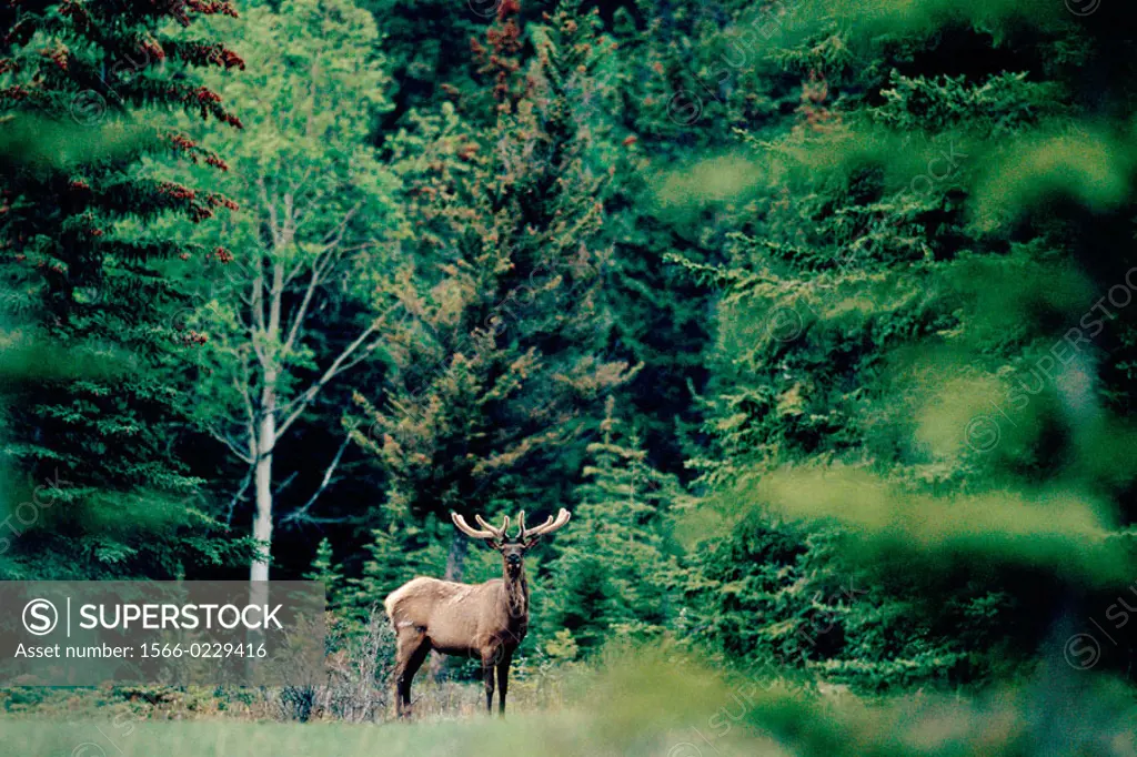 Elk deer (wapiti) (Cervus elaphus). Rocky Mountains. Banff and Jasper National Park. Canada