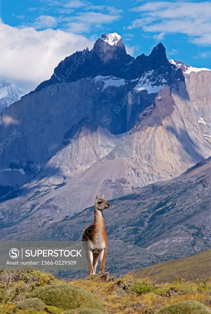 Torres del Paine National Park. Guanaco (Lama guanicoe). Cuernos del Paine peaks behind. Chile, Patagonia.