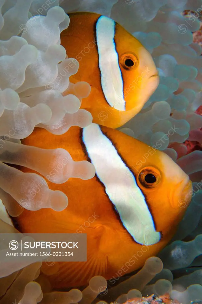 Pair of endemic three-banded anemonefish (Amphiprion tricinctus), and bulb anemone (Entacmaea quadricolor), Namu atoll, Marshall Islands (N. Pacific)