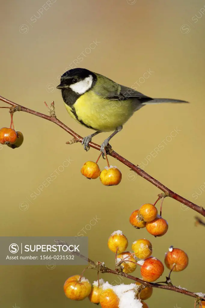 Great Tit (Parus major) perched on crab apples in snow. Scotland, UK.