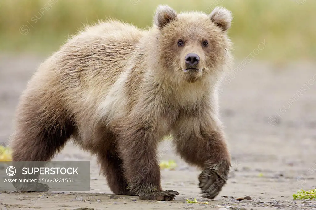 Grizzly Bear (Ursus horribilis), young cub walking. Katmai National Park, Alaska. USA.